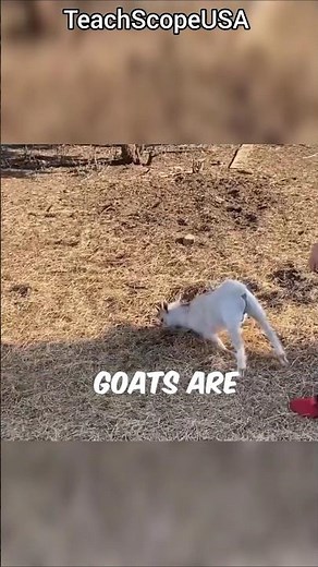 Fainting GOAT! Why They are fainting?