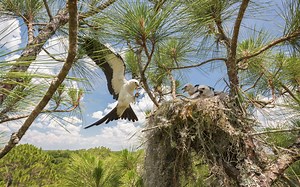 The Secret Lives of Swallow-tailed Kites