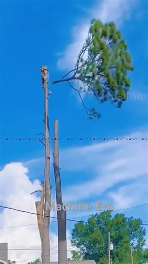 First time tree cutting — the unexpected result #cutdowntrees #satisfying #chainsaw #machine