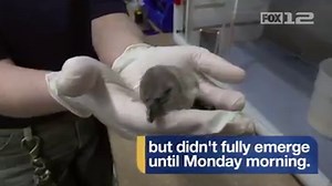 Meet the newest member of the Oregon Zoo's Humboldt penguin family! More info: bit.ly/2QKlgeq | FOX 12 Oregon
