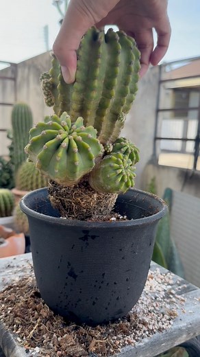 106K views · 1.4K reactions | Re a big pot Echinopsis # # #engicactus #cactuslover #cactus #gymnocalycium #cactusflower #cactusgarden #แคคตัส | Twitterz Inpen Engi | Facebook