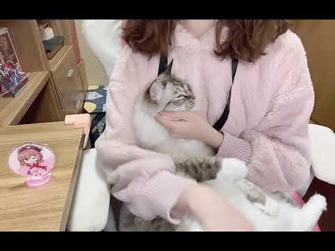 Paimon's CN VA 多多poi singing《别找我麻烦》GENSHIN IMPACTS Chinese voice actors 原神