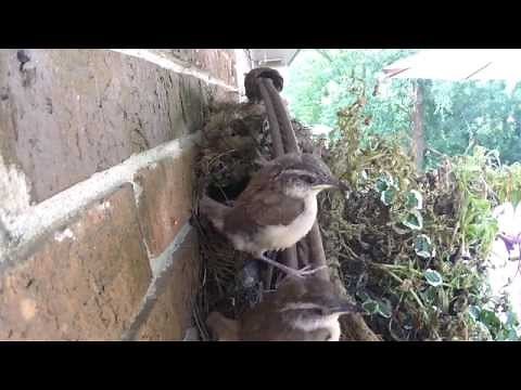 Carolina Wren Bird Family from birth to fledging