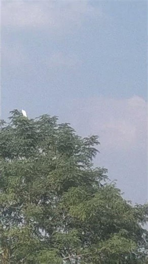 A white Cattle Egret bird sitting alone on a tree top