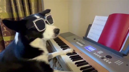 Elton Dog - Offbeat
