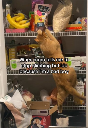 Bad Kitty's Comedic Antics in the Household