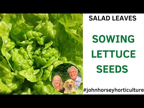 HOW TO SOW LETTUCE SEEDS - SOWING TOM THUMB LETTUCE