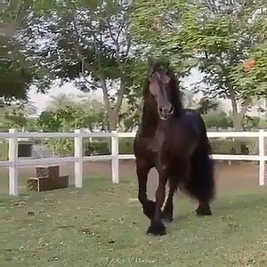234K views · 2.4K reactions | OMG what a gorgeous beauty! Credits to: Native American Tribes | Horse Bond | Facebook