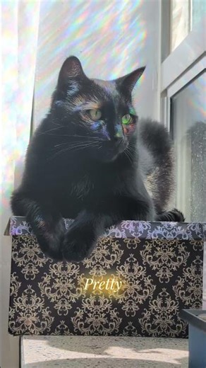 You look so pretty, pretty like the Sun ☀️ #cat