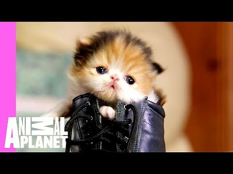 Persian Kitten Searches for Perfect Sleeping Spot