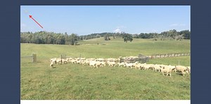 Tumblr launches support for Apple's Live Photos on the web, releases tool to let other services do the same - 9to5Mac