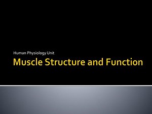 Muscle Structure and Function - SlideServe