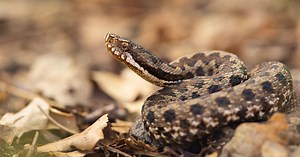 Comment reconnaître un serpent dans son jardin ?