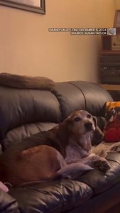 16K views · 135 reactions | Howl anyone top this performance? 朗 Check out this adorable pup singing along to our forecast music.  | The Weather Network | Facebook