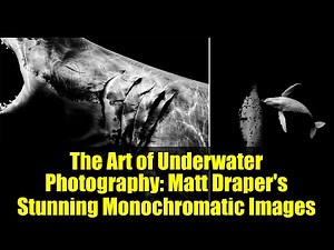 The Art of Underwater Photography: Matt Draper's Stunning Monochromatic Images