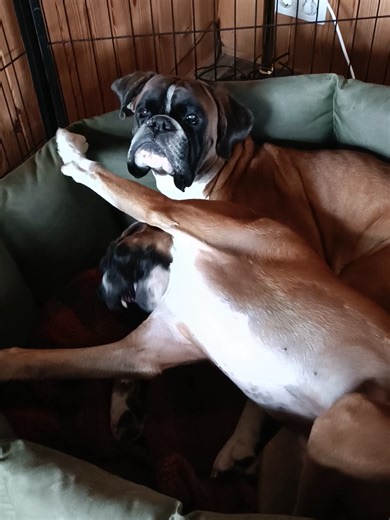 Boxer Dog Getting TLC from Remy