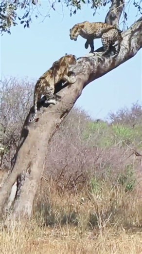 Hunter Throws Arrow Up And Dodges It Traditionally #tigerhunting #hunting #animals #WildlifeHunting