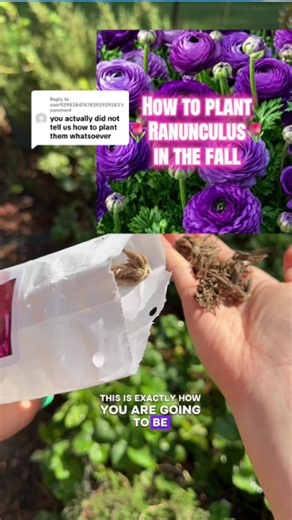 The secrets behind healthy ranunculus flower growth