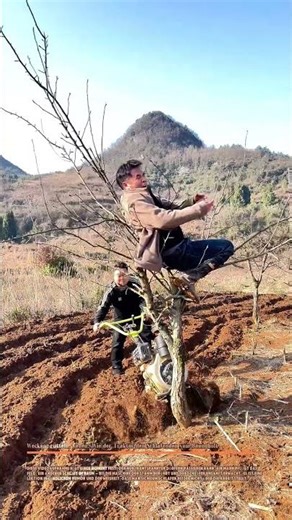 :** Wecken, rütteln, fallen: Wie der Traktor den Schlafenden vom Baum holt