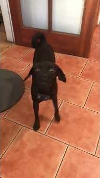 Dog Training - First time use of a Humane Dog Bark Collar Sound & Vibration only by STOPWOOFER