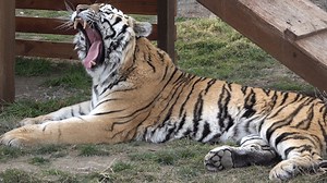 40K views · 3.7K reactions | Capone showing off his teeth and claws while still looking adorable | Safe Haven Wildlife Sanctuary | Facebook