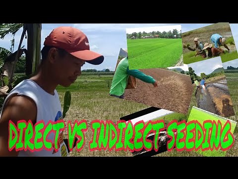 Paano Magtanim at Mag-alaga ng Palay | Direct Seeding vs. Indirect Seeding