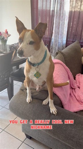 The Nickname Trick That's Going Viral With Funny Dog! 🐶🐾
