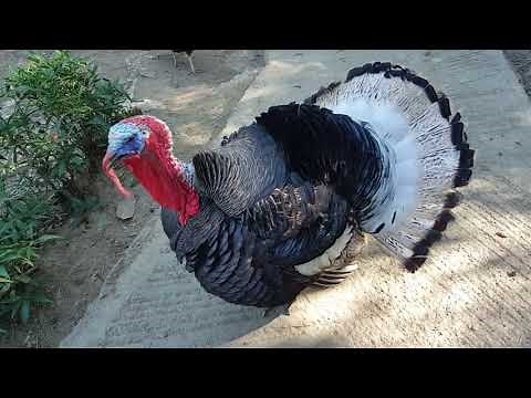 Turkey Bird🦃 | Angry Turkey Gobbling and Tries To Attack