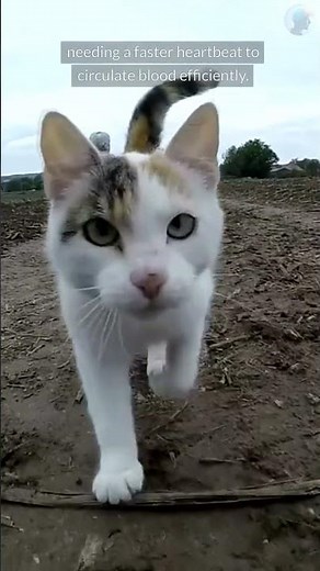 Why Do Cats Have Fast Heartbeats? Understanding Feline Heart Rates #cathealth #catfacts #petcare