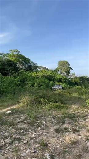 Understanding Primate Behavior and Characteristics