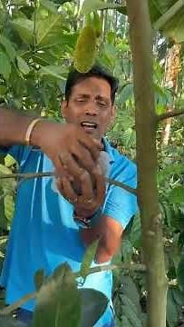 How to do rooting ball grafting #agriculture #farming #natural #micronutrients #organic