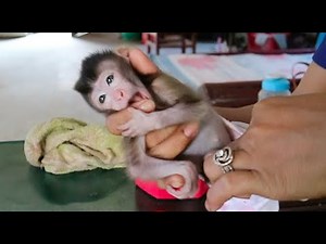 The monkey was amputated by his mom | TONY Monkey