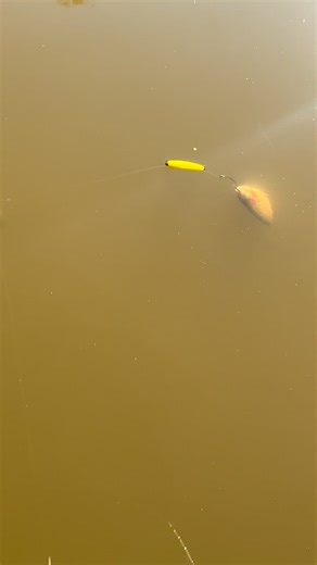 37 reactions | Now available it a 10 pack as well as a 3 pack DAVID10 | David Campbell | Facebook