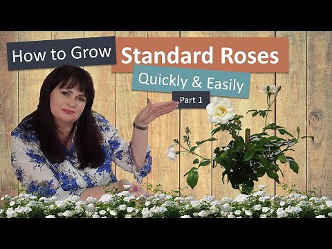 How to Grow Standard Roses Quickly and Easily for profit. Part 1