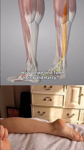 How to find the deep toe flexors - Tom, Dick & Harry 🦶 💪🏻 🧐 📍