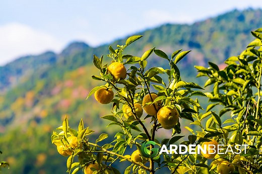 Citrus x Junos Guide: How to Grow & Care for “Yuzu Tree”
