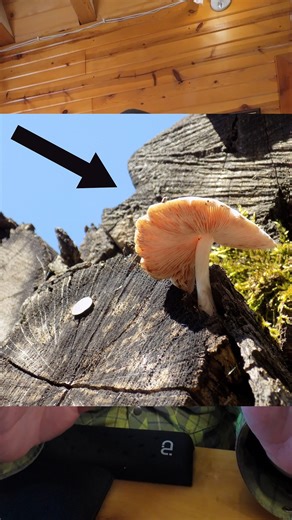 How is Spalted Lumber Made? #spaltedmaple #moramn #Minnesota | K & J Lumber Products