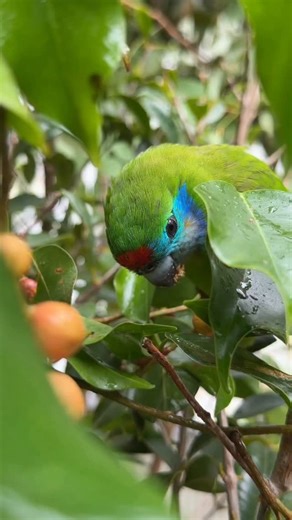Currumbin Wildlife Sanctuary on Instagram: "A romantic success story to round out Valentine’s weekend! ❤️🐦 Like many birds, Cruffin had options, but Crumpet (you’ll spot him by the single yellow dot on his head) is the lucky male to secure the coupling. Soft launch complete! These beautiful Macleay’s Fig Parrots are a threatened subspecies, so every strong pair bond supports important conservation work behind the scenes. When love lands, it really lands 💚"