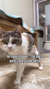 Peanut has spent nearly her entire life in the shelter and next week marks 3 years… She’s affectionate, loves being brushed and petted, and will purr her heart out 🩵 Peanut has FeLV (Feline Leukemia Virus), a condition that affects her immune system, but not her spirit. FeLV cats can live happy, love-filled lives - they just need a little extra care and a low-stress home! Please help share so Peanut doesn’t have to spend her life in the shelter. We know there’s someone out there for her! If you