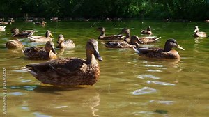 A flock of ducks floats on the water in anticipation of feeding. City park with mallard ducks. Watch wild waterfowl. Migratory birds. A flock of wild ducks in a pond. Anas platyrhynchos