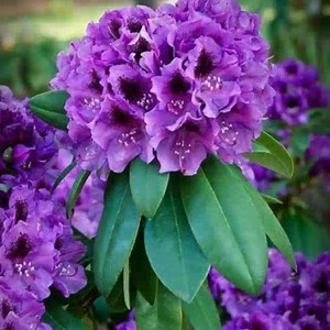 238K views · 10K reactions | Magnifiques rhododendrons Beautiful | Ephéméride - Seasonal Calendar | Facebook