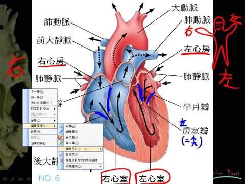 基礎生物3 1 03人體心臟的結構+房室與瓣膜關係一誠g
