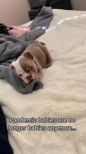 215K views · 5.1K reactions | Chunky 珞 #bulldoglife #bulldogsofig #englishbulldoglovers #bulldogslife #bulldogfamily #bulldogmoments #bulldogworld | Comfort Food Recipes | Facebook