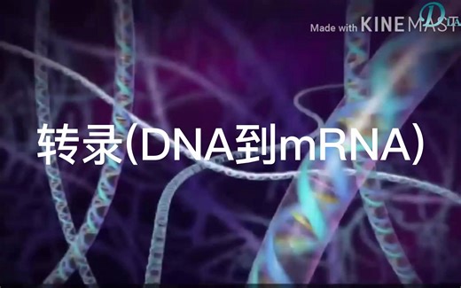3D动画：DNA到mRNA的转录和翻译