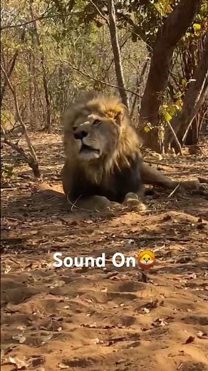 Massive Male Lion Roaring so Loud #growling #roar #malelion #africananimal #wildlife #lions #bigcat