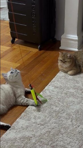 своя схема игры 🤣 #кошки