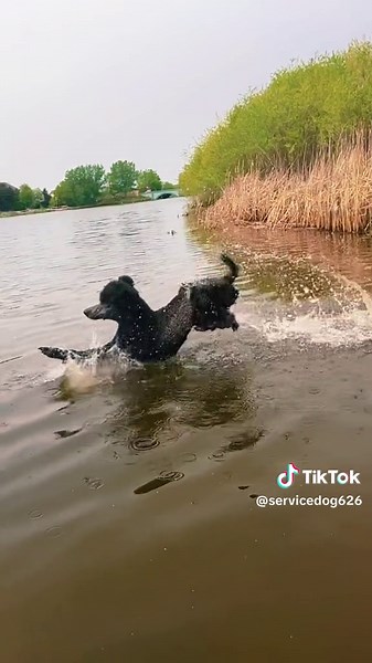Never underestimate a poodle #standardpoodle #poodle #gundog #huntingdog #birddog #workingdog #sportdog #canineathlete #purebred #wellbred #akc #ukc #retriever #lake