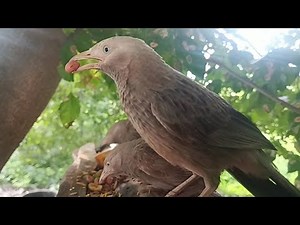 Groundnuts: A Babbler's Favorite Foraging Feast