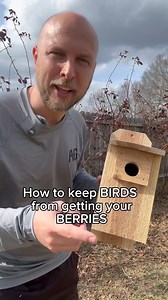 How to KEEP birds AWAY from your BERRIES! Remember to get your berry plants from us! #berries #birds #gardeningtips #howto #growyourownfood #garden #gardening #garden #berry #fruit #homestead #bird #birdhouse #owl | Salty Acres