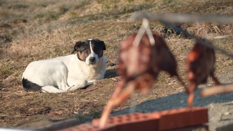Texas-Style Open Pit BBQ in My Backyard